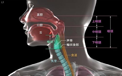 hypopharynx01.jpg